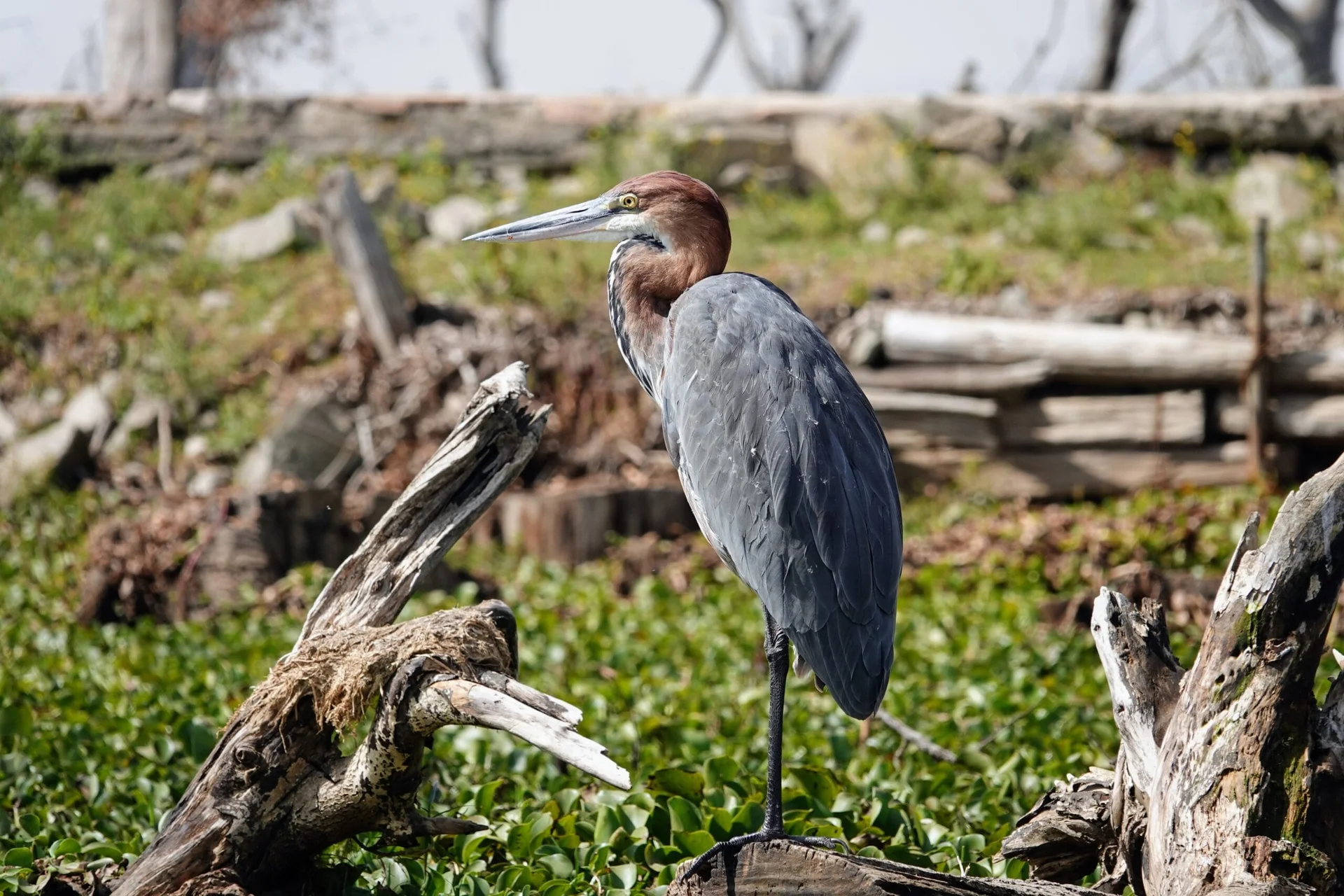 Héron Goliath au lac Naivasha