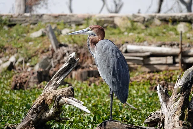 Héron Goliath au lac Naivasha