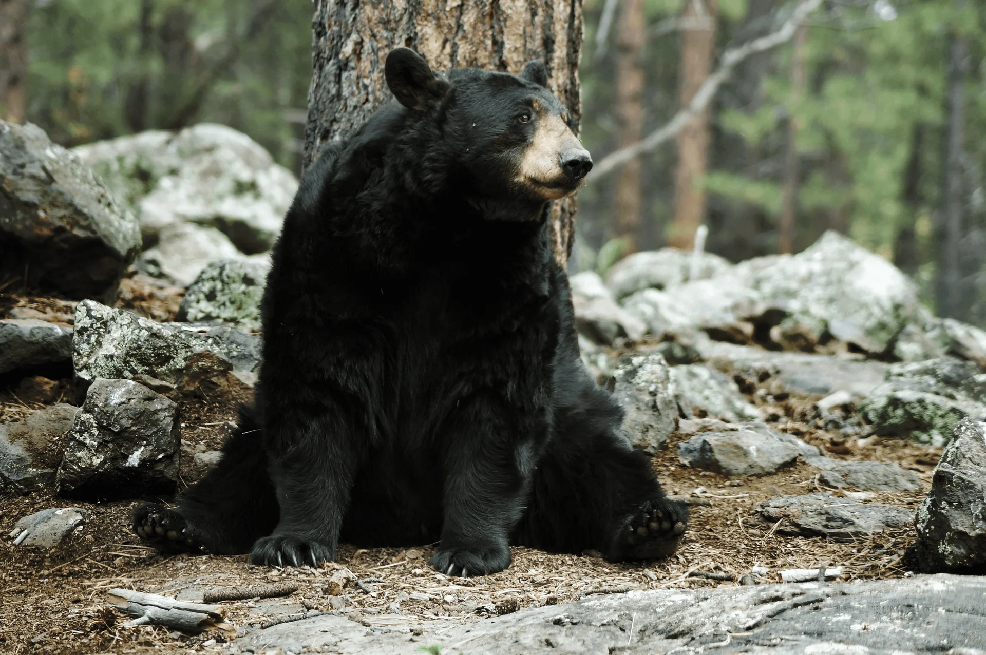 Ours noir, Quebec