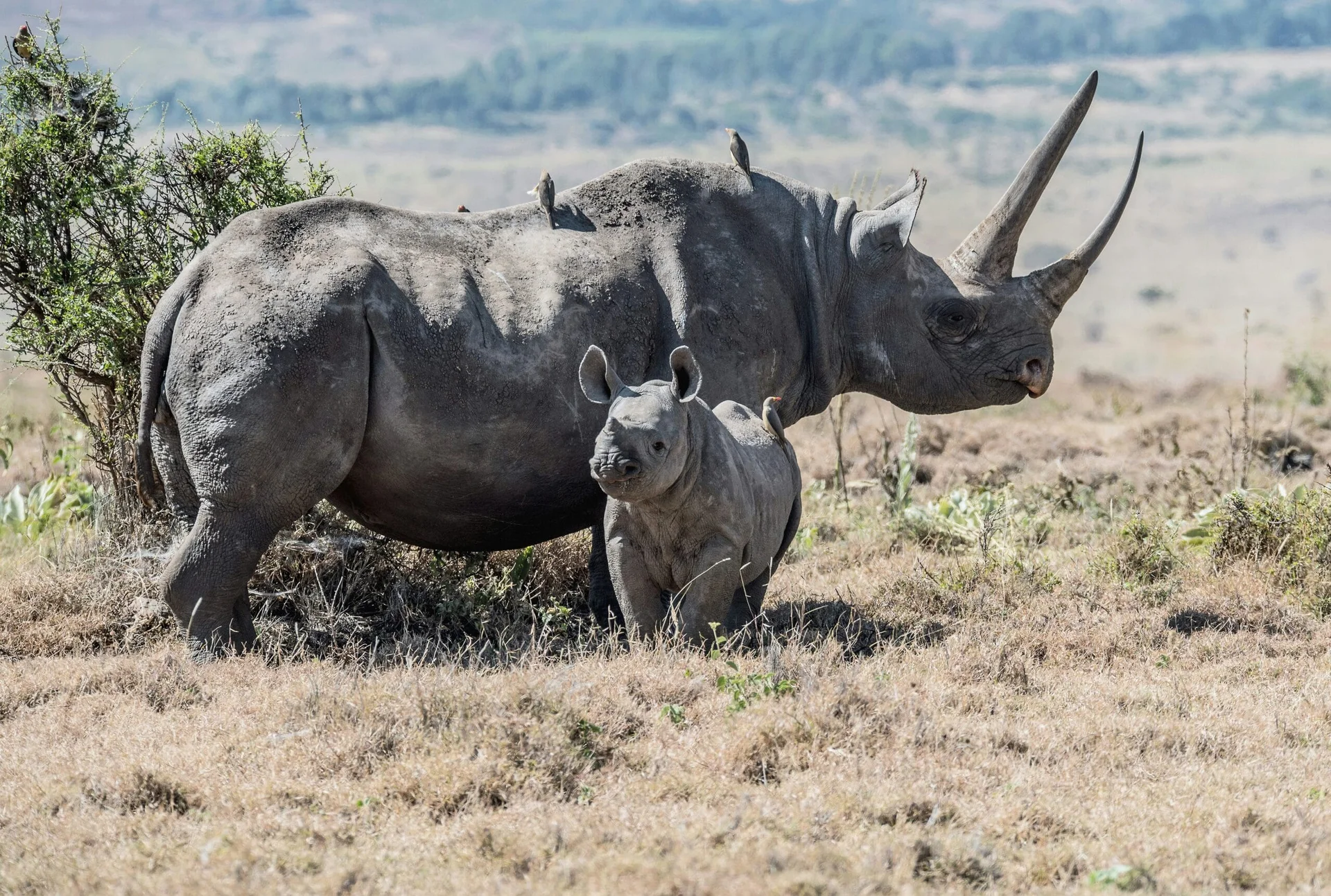 Ol Pejeta Conservancy, Kenya
