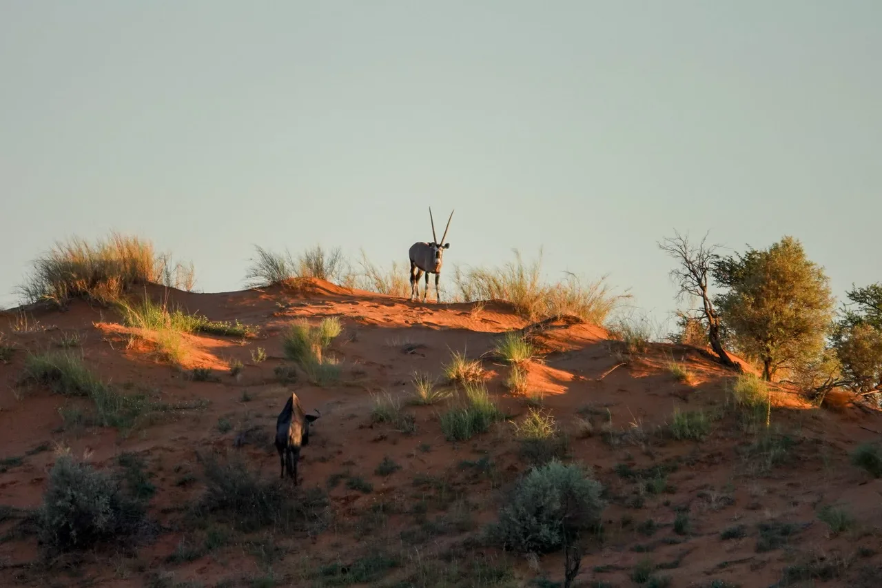 Oryx, Kalahari, Namibie