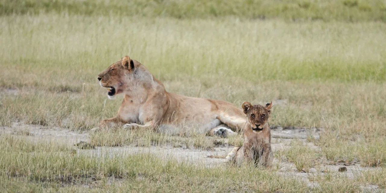 Lionne et lionceau, Etosha, Namibie