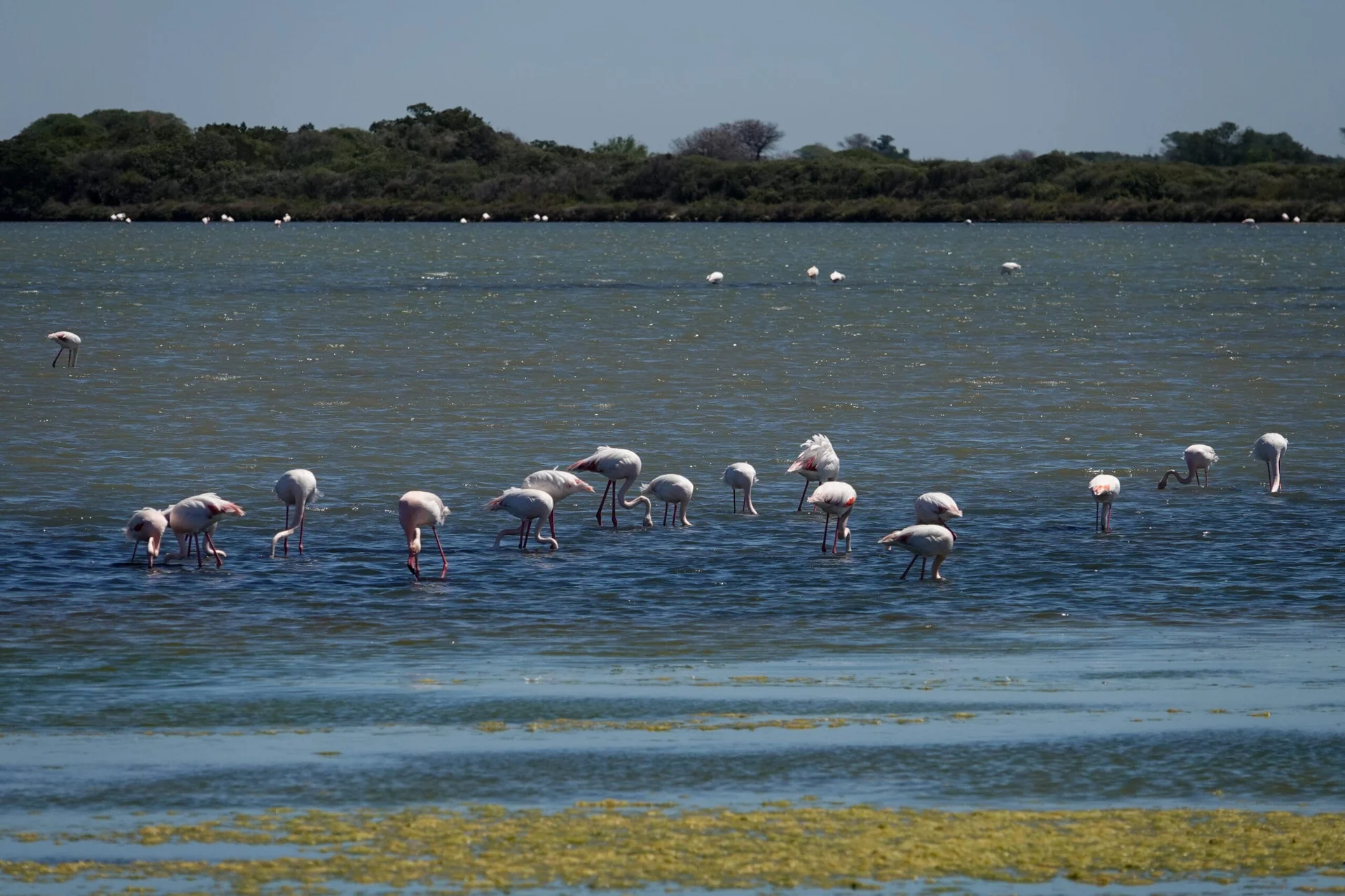 Aigues-Mortes-Camargue-56-scaled.jpg