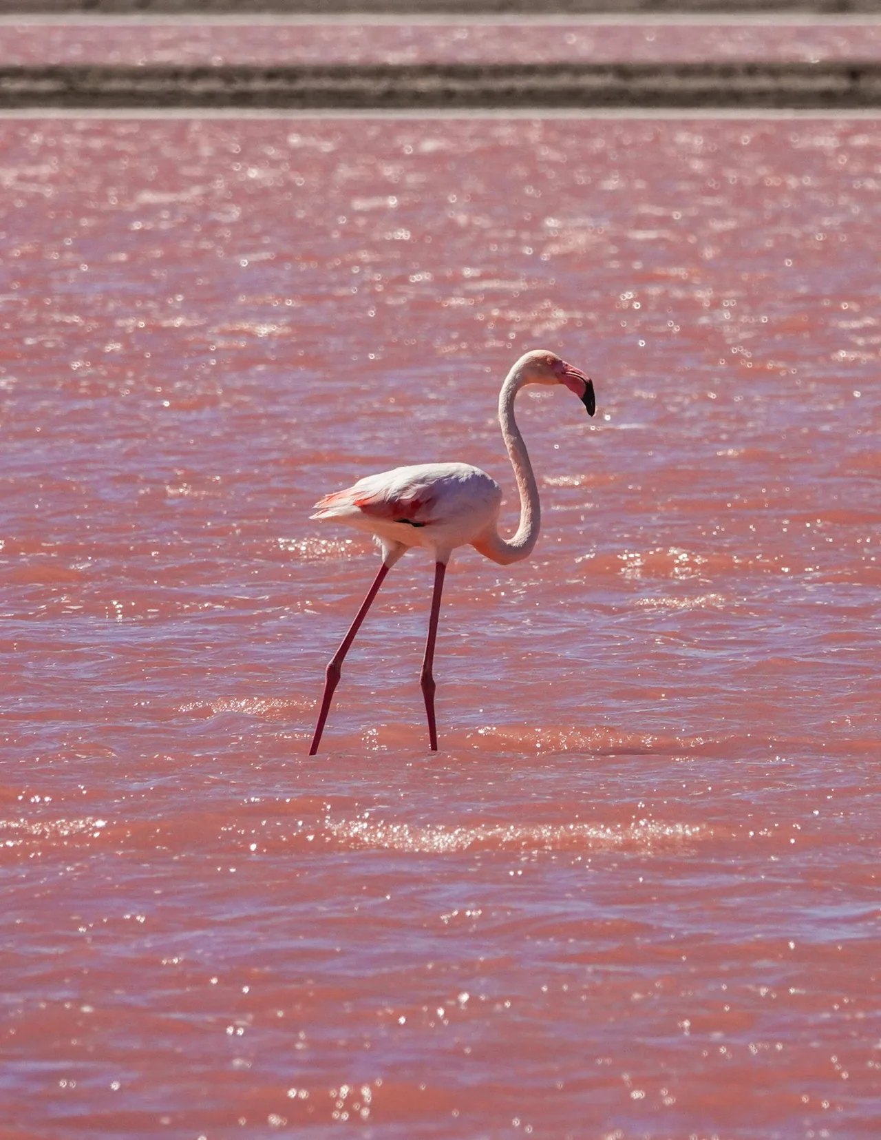 Flamants roses à Aigues-Mortes, Camargue