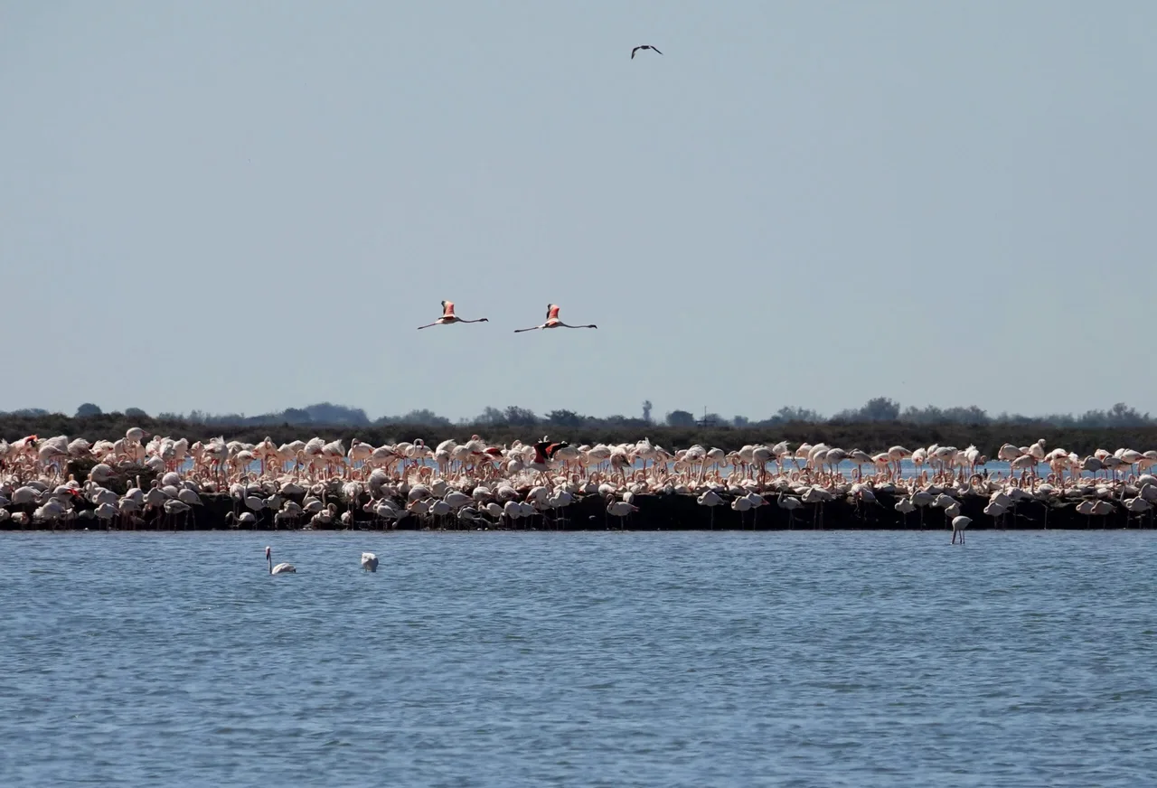 Flamants roses à Aigues-Mortes, Camargue