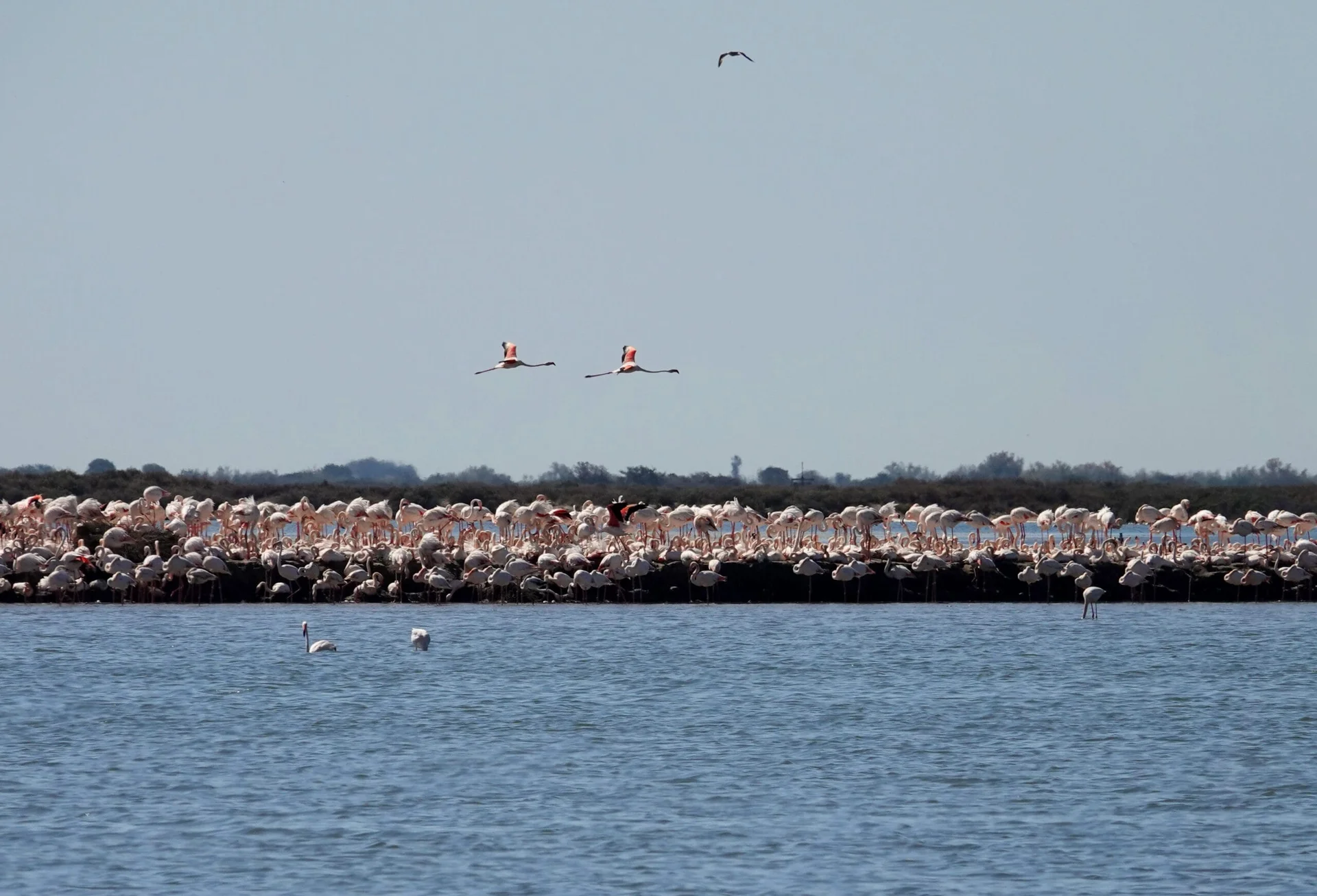 Flamants roses à Aigues-Mortes, Camargue