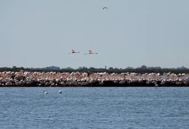 Flamants roses à Aigues-Mortes, Camargue