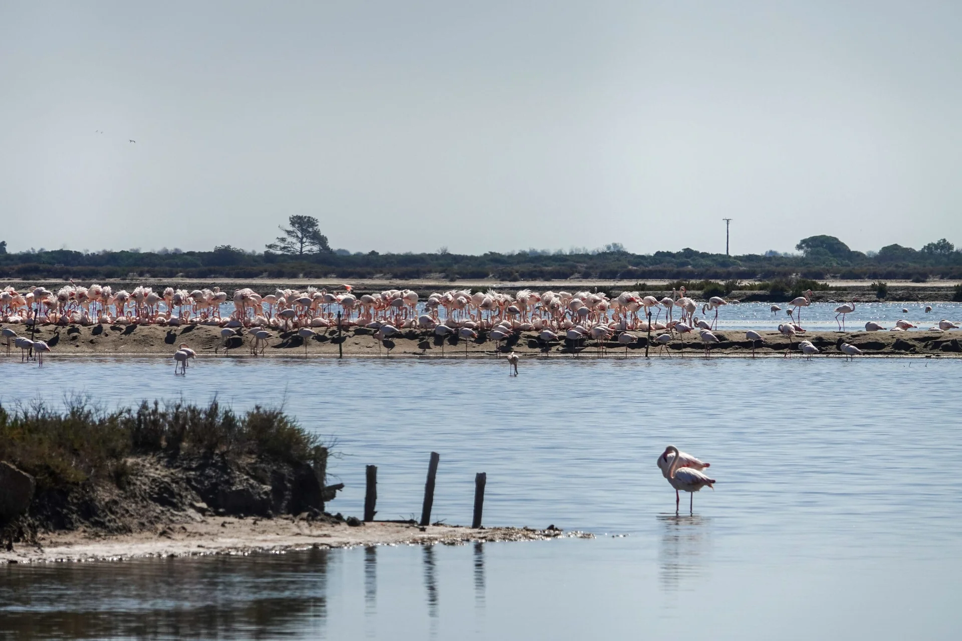 Flamants roses à Aigues-Mortes, Camargue