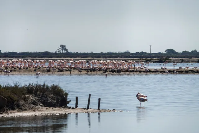 Flamants roses à Aigues-Mortes, Camargue