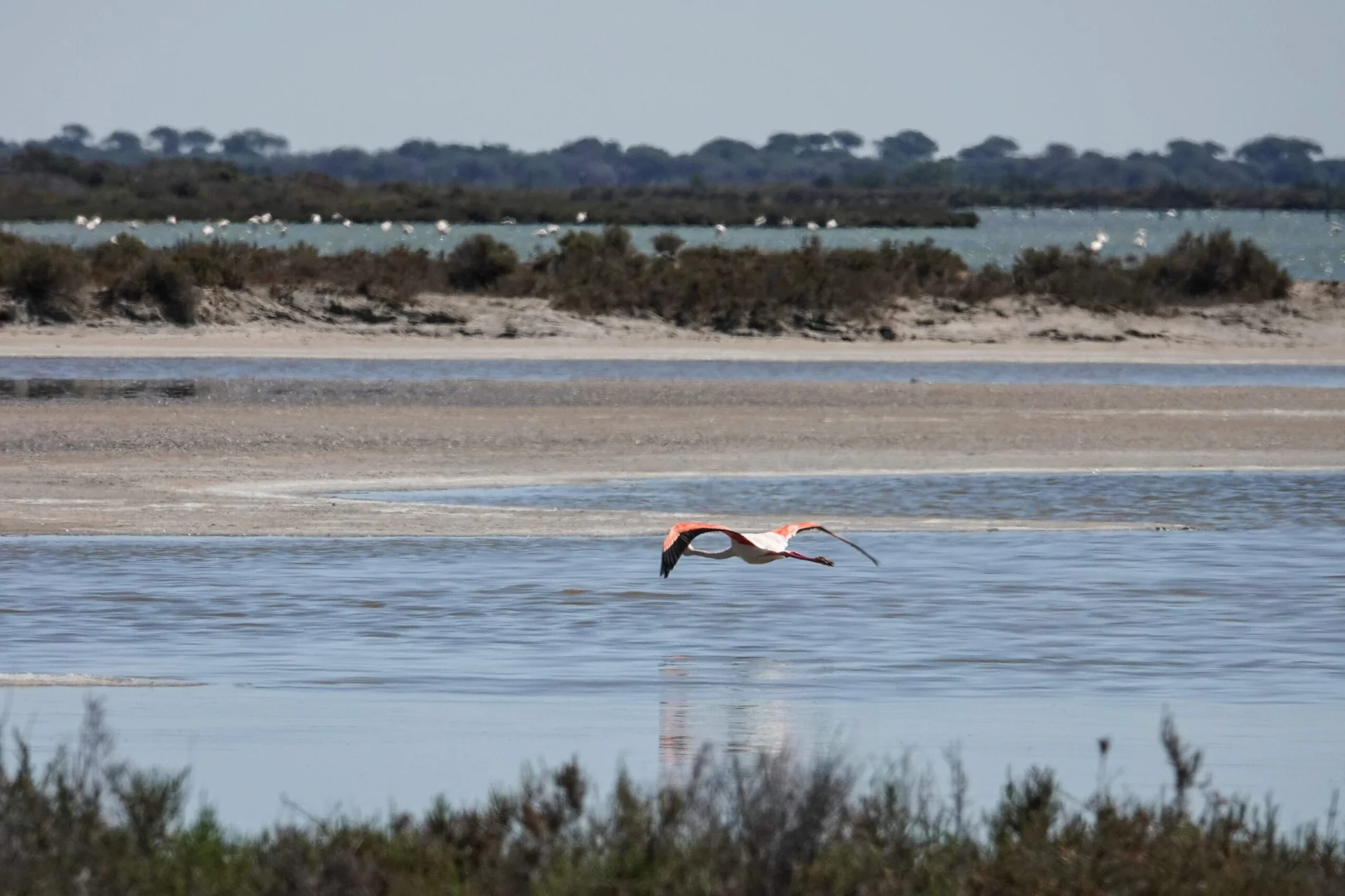 Flamants roses à Aigues-Mortes, Camargue