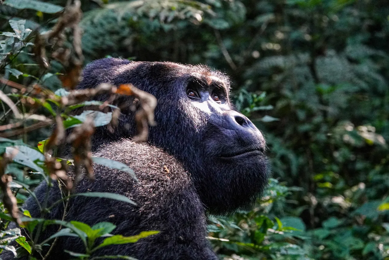 Silverback Happy, Bwindi Forest, Ouganda