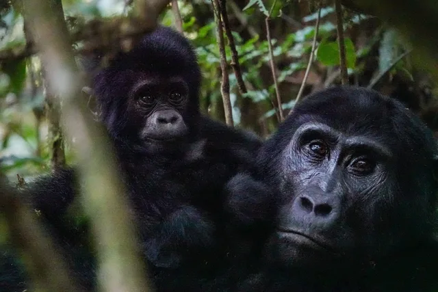 Gorilles, Bwindi Forest, Ouganda