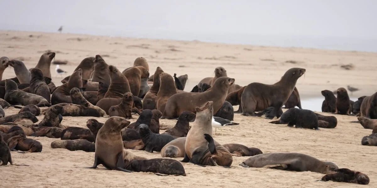 DSC04432-1.jpg