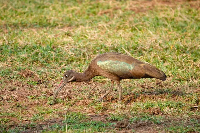 Ouganda-02.jpg
