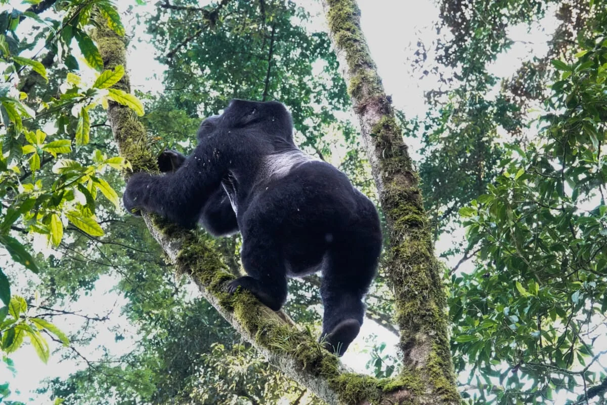 Ouganda-217.jpg