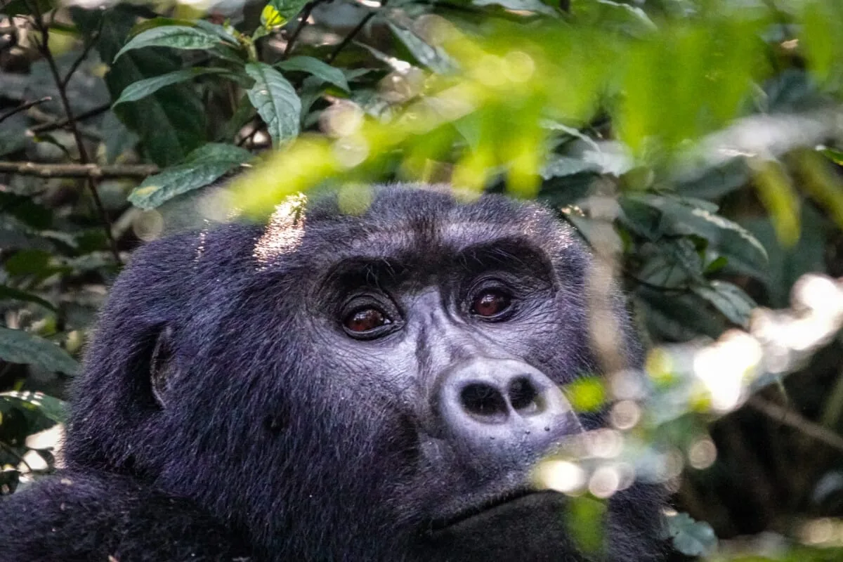 Ouganda-226.jpg