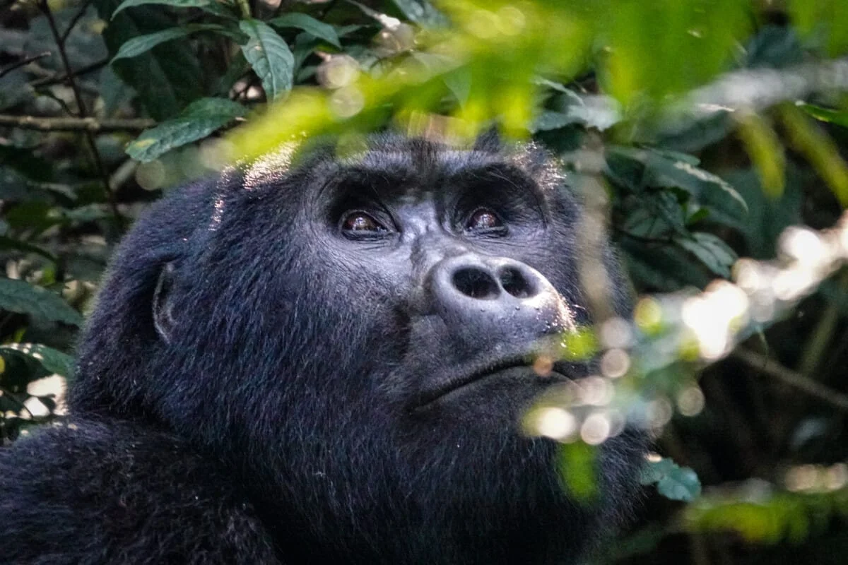 Ouganda-227.jpg