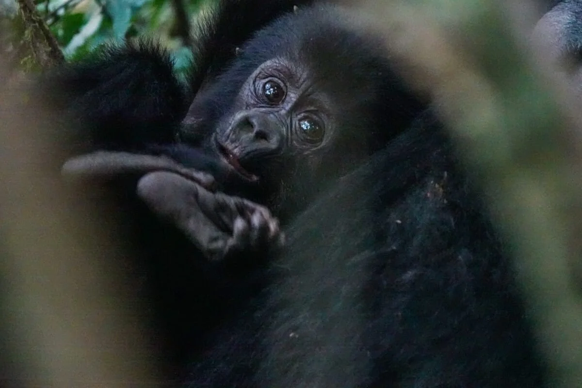 Ouganda-237.jpg