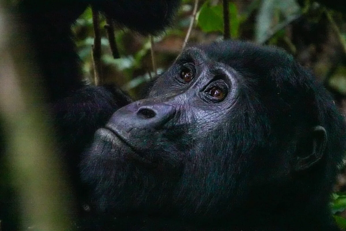 Ouganda-238.jpg