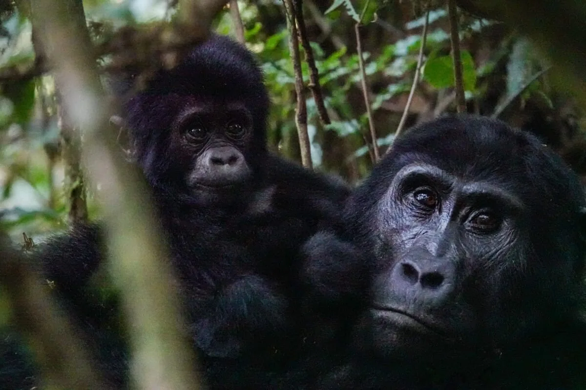 Ouganda-239.jpg