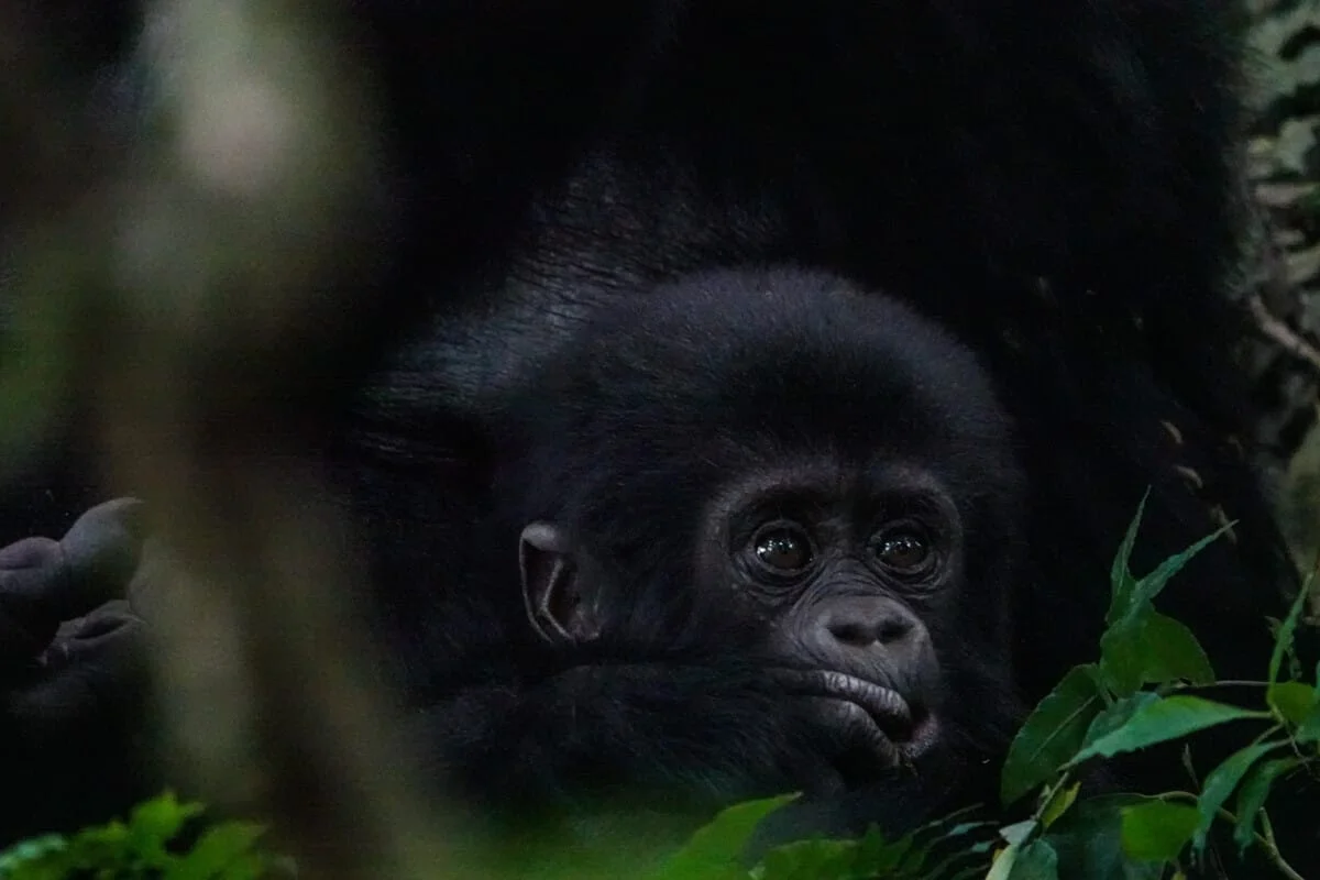 Ouganda-248.jpg