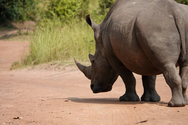 Ouganda-26.jpg