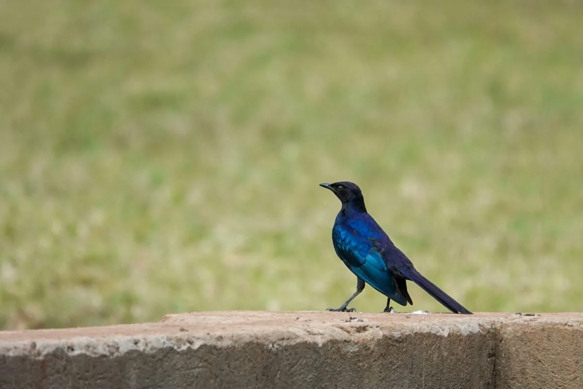 Ouganda-29.jpg