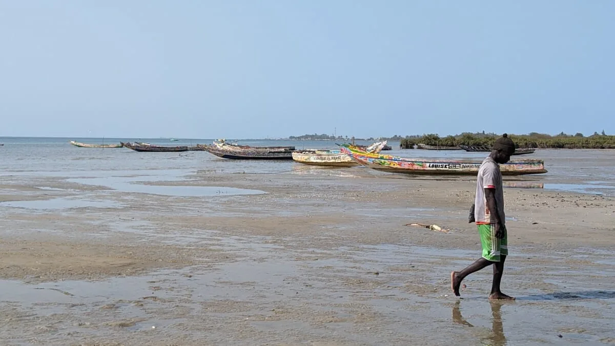 Pirogues, Palmarin, Sénégal