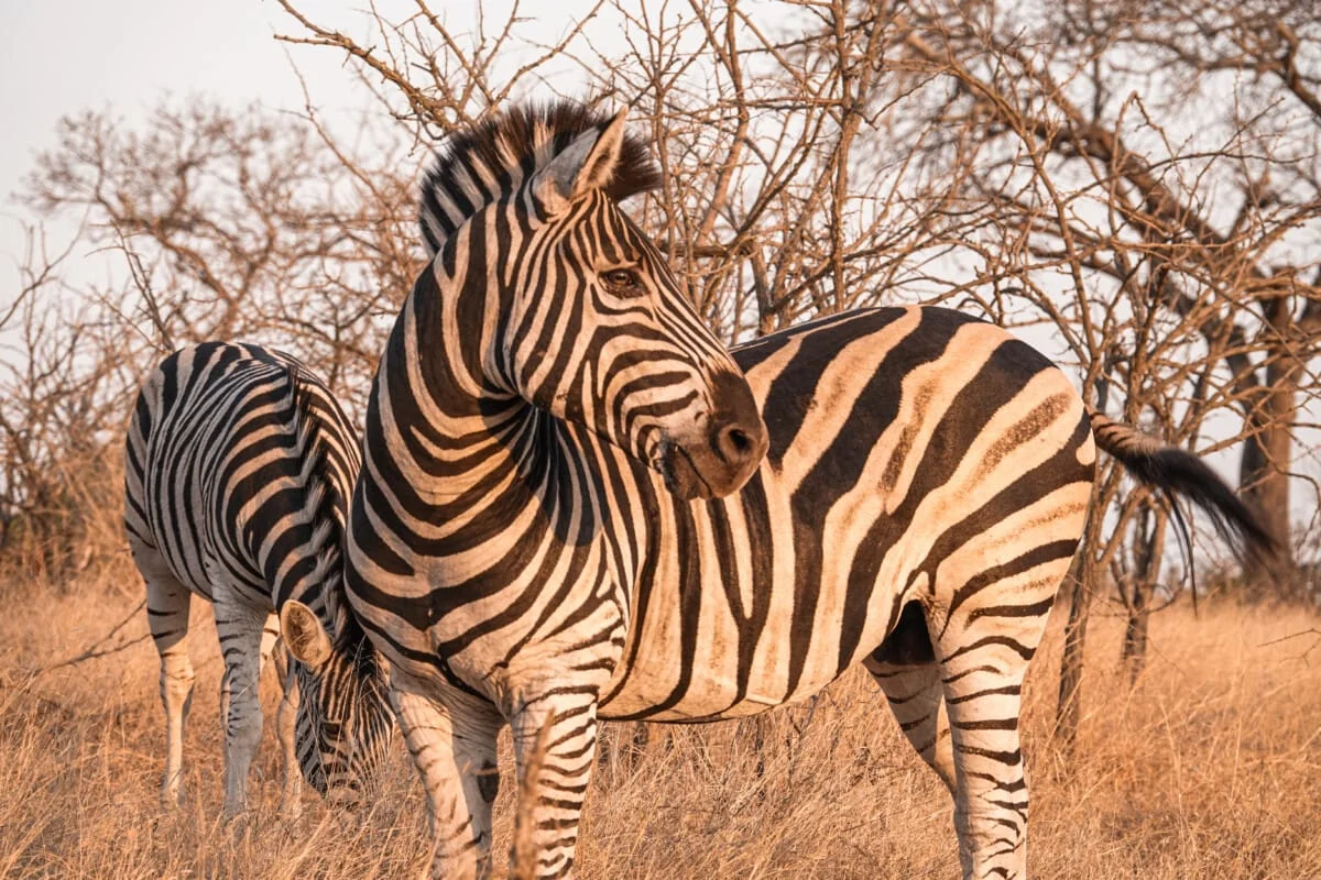 Afrique-du-Sud-05.jpg