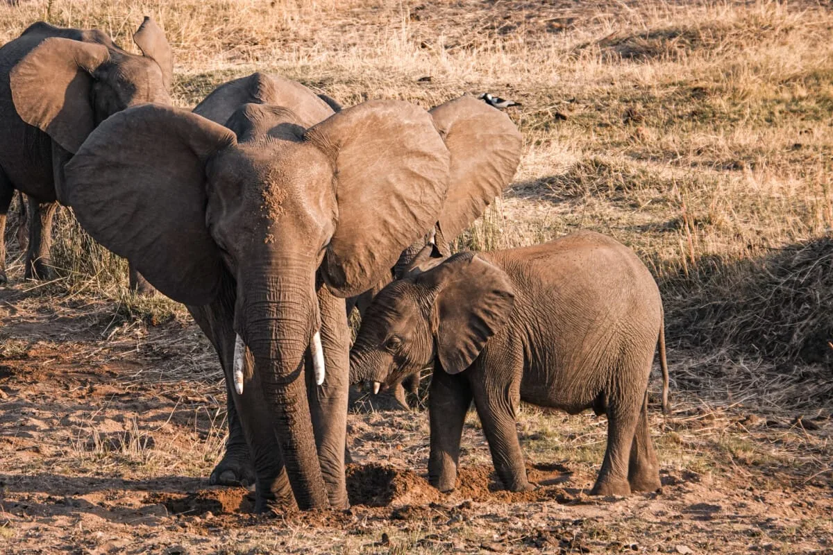Afrique-du-Sud-96.jpg