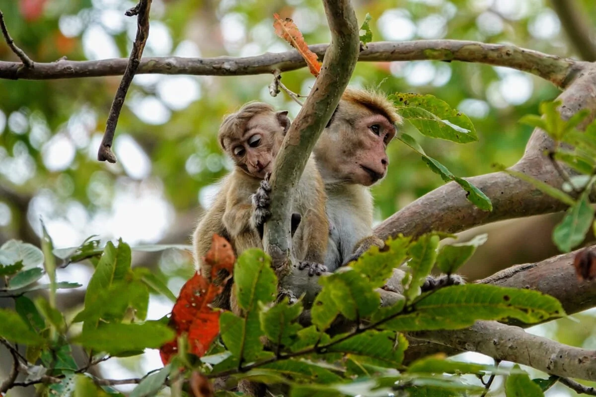 Sri-Lanka-29.jpg