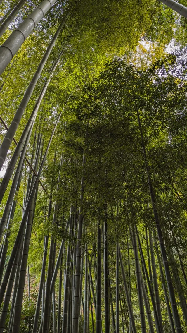 Hōkoku-ji, Kamakura, Japan