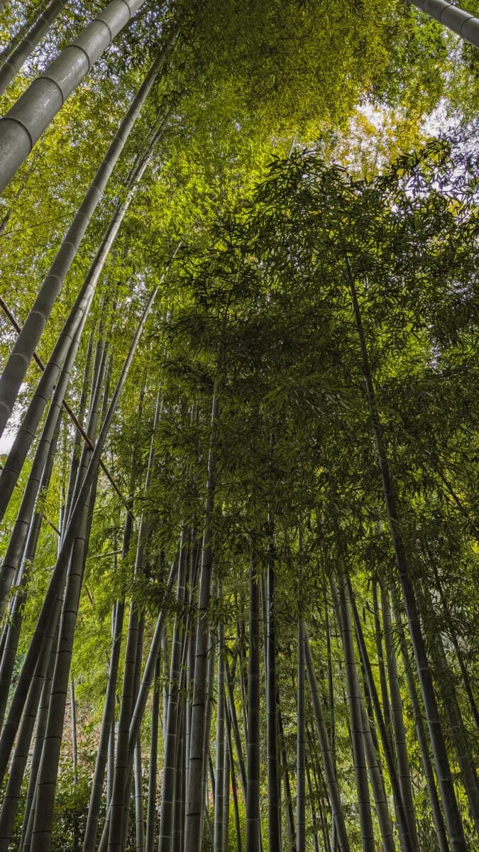 Hōkoku-ji, Kamakura, Japan
