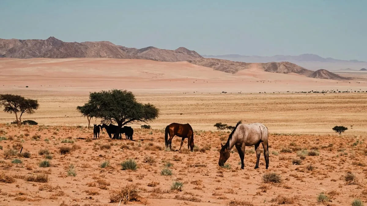 Namibie-Aus-12.jpg