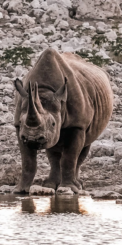 Namibie-Etosha-09.jpg