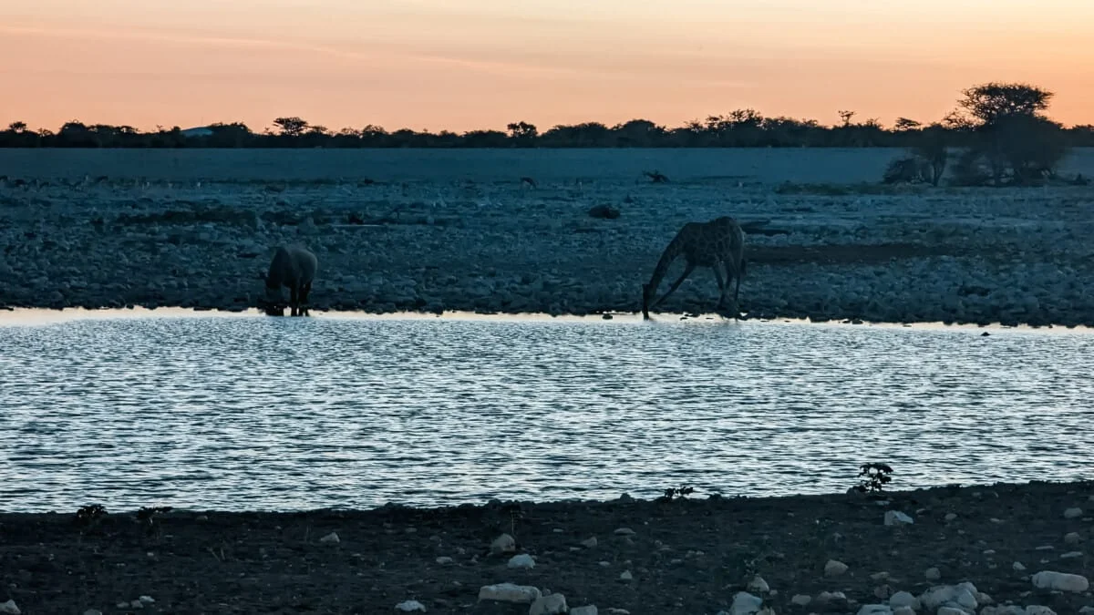 Namibie-Etosha-11.jpg