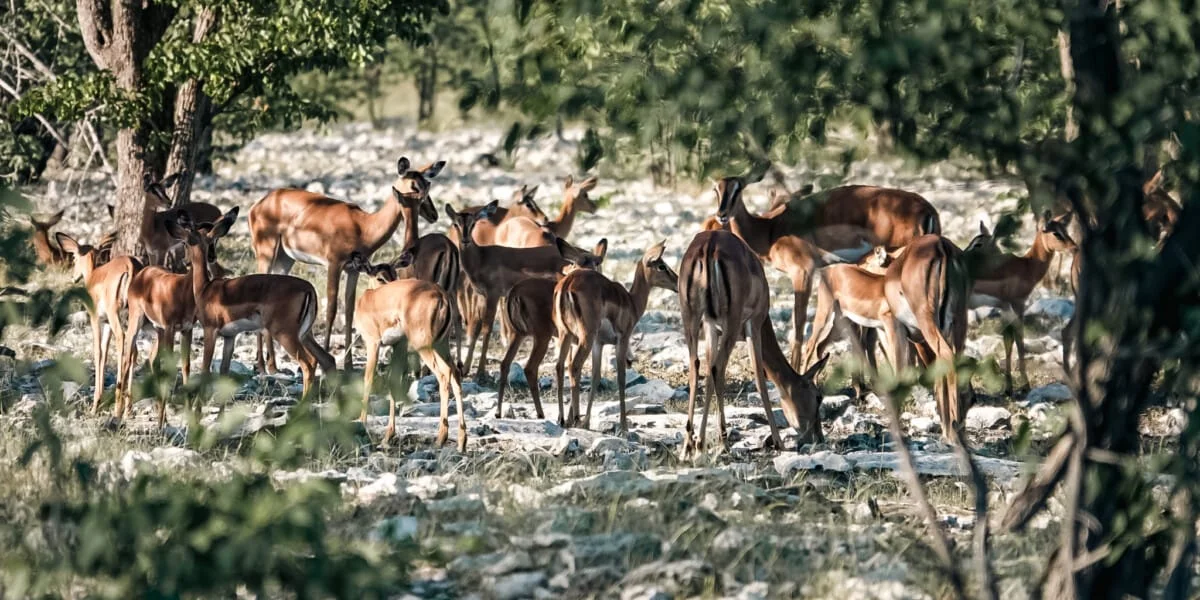 Namibie-Etosha-16.jpg
