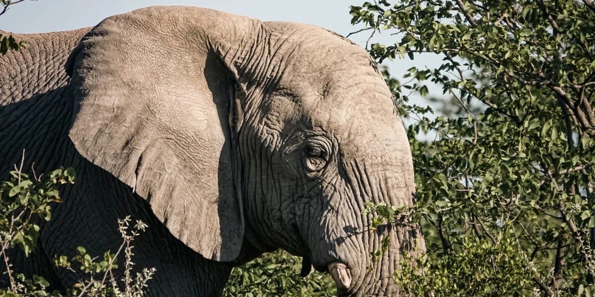 Namibie-Etosha-17.jpg
