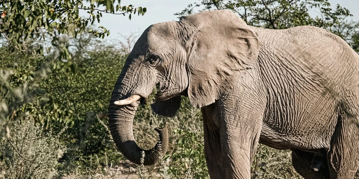 Namibie-Etosha-18.jpg