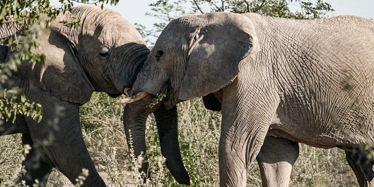 Namibie-Etosha-19.jpg