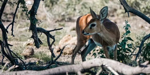 Namibie-Etosha-21.jpg