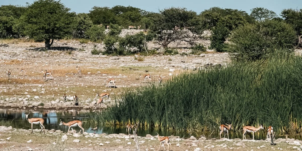 Namibie-Etosha-22.jpg