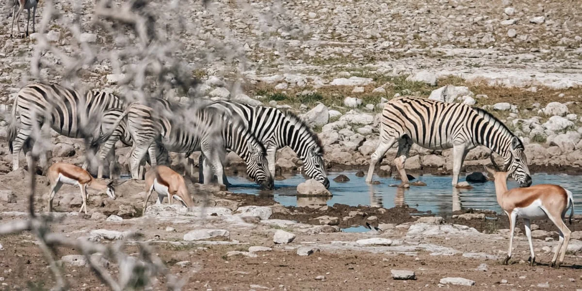 Namibie-Etosha-23.jpg