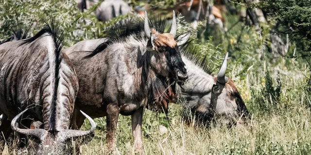 Namibie-Etosha-24.jpg