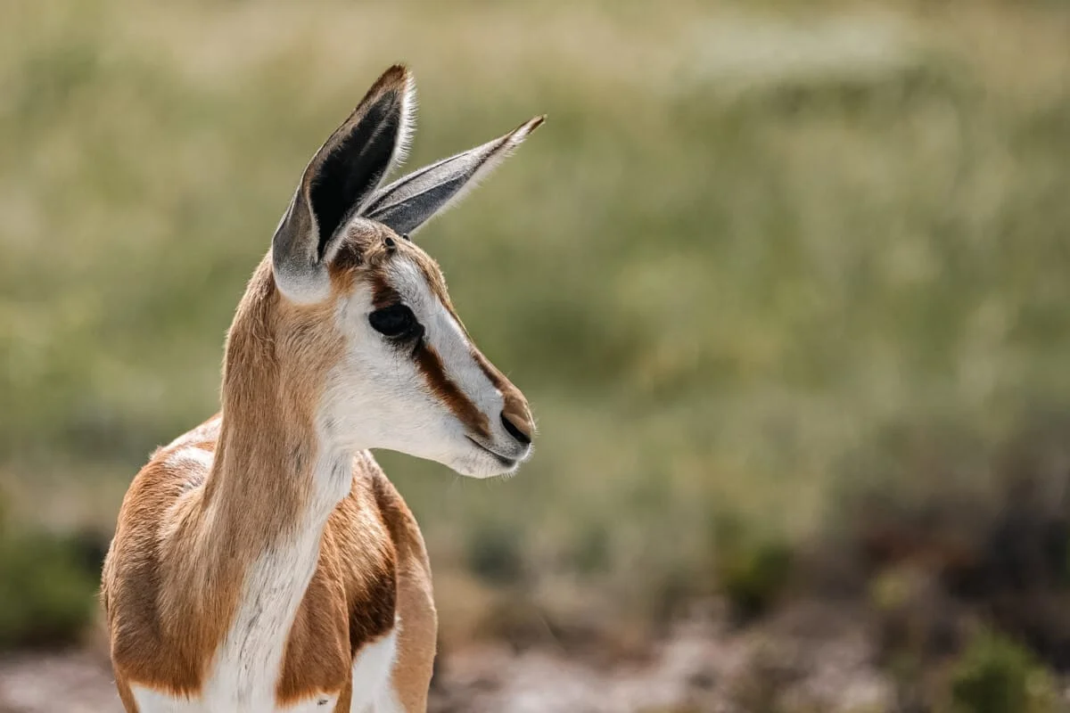 Namibie-Etosha-27.jpg