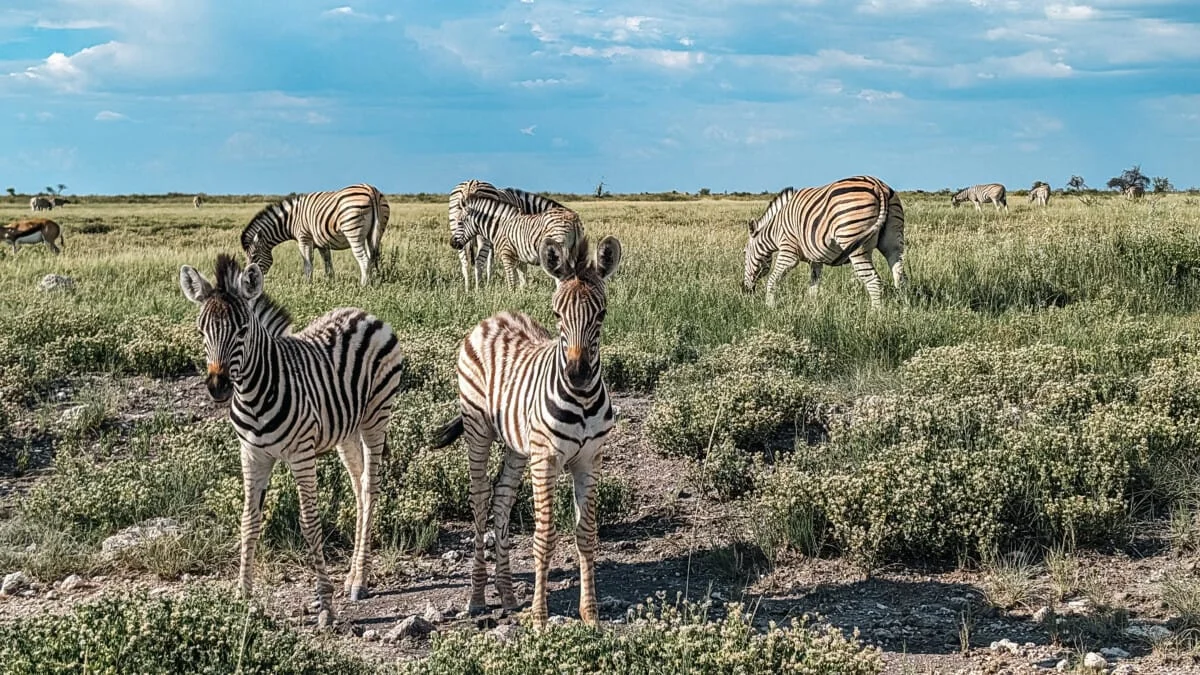 Namibie-Etosha-29.jpg