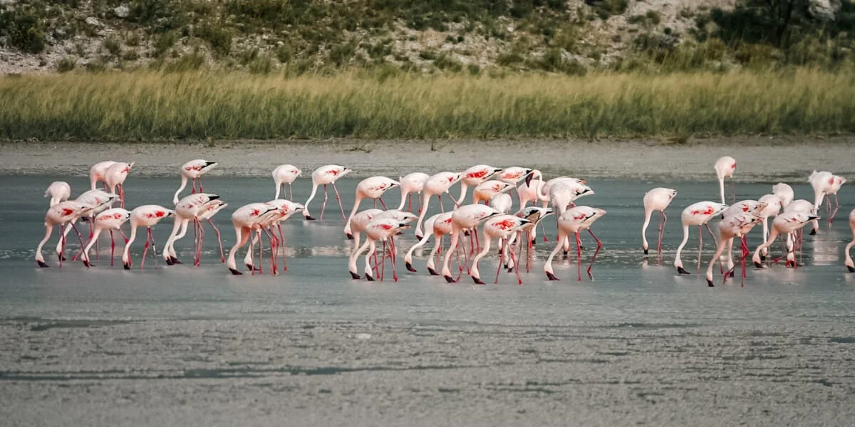 Namibie-Etosha-31.jpg
