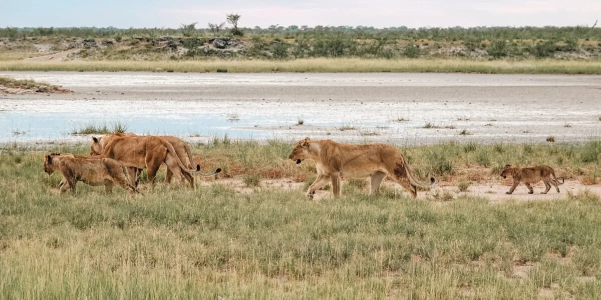 Namibie-Etosha-37.jpg