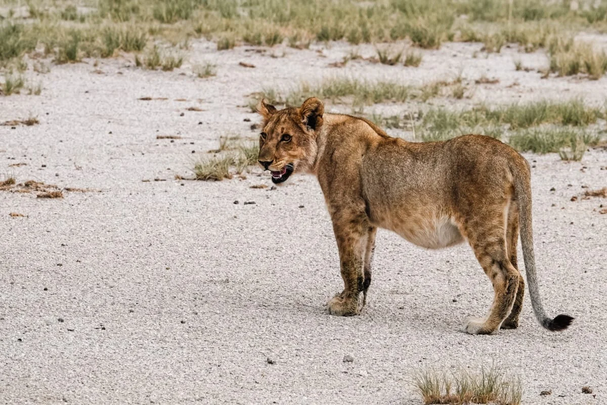 Namibie-Etosha-38.jpg