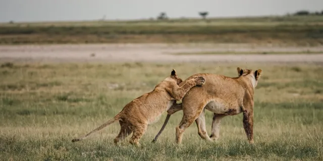 Namibie-Etosha-42.jpg